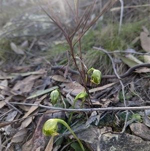 Pterostylis nutans (Nodding Greenhood) at Acton, ACT by Rebeccajgee