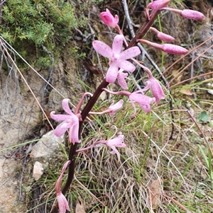 Dipodium roseum (Rosy Hyacinth Orchid) at Paddys River, ACT by Bubbles