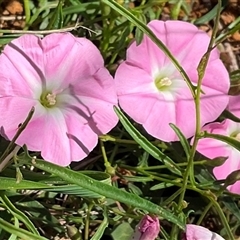 Convolvulus angustissimus subsp. angustissimus (Australian Bindweed) at Florey, ACT - 8 Dec 2024 by Jennybach