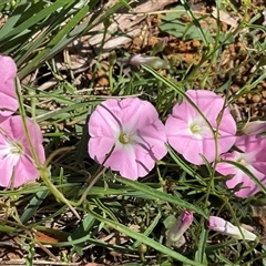 Convolvulus angustissimus subsp. angustissimus at Florey, ACT - 8 Dec 2024 10:52 AM