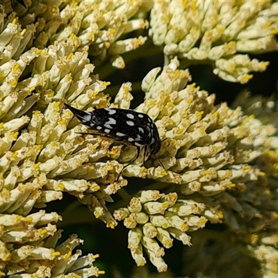 Mordella dumbrelli (Dumbrell's Pintail Beetle) at Isaacs, ACT - 7 Dec 2024 by Mike