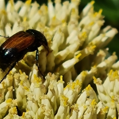 Phyllotocus macleayi (Nectar scarab) at Isaacs, ACT - 7 Dec 2024 by Mike