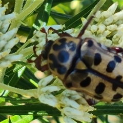 Neorrhina punctata (Spotted flower chafer) at Isaacs, ACT - 7 Dec 2024 by Mike