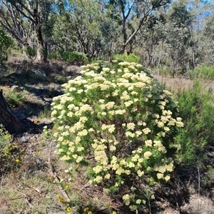 Cassinia longifolia (Shiny Cassinia, Cauliflower Bush) at Isaacs, ACT by Mike