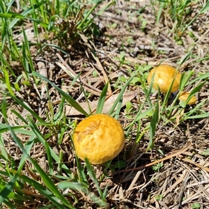 zz agaric (stem; gills not white/cream) at Isaacs, ACT - 8 Dec 2024