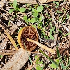 zz agaric (stem; gills not white/cream) at Isaacs, ACT - 8 Dec 2024