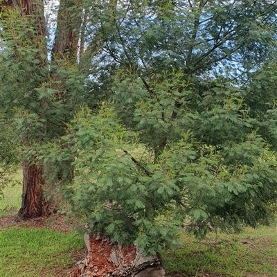 Acacia mearnsii (Black Wattle) at Brogo, NSW - 8 Dec 2024 by ypmahelene