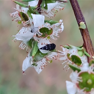 Mordella sp. (genus) (Pintail or tumbling flower beetle) at O'Malley, ACT - 6 Dec 2024 by Mike