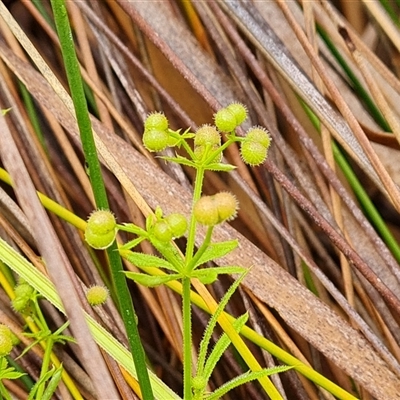 Galium aparine (Goosegrass, Cleavers) at O'Malley, ACT - 7 Dec 2024 by Mike