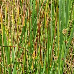 Ficinia nodosa (Knobby Club-rush) at O'Malley, ACT - 6 Dec 2024 by Mike