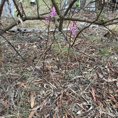 Dipodium roseum (Rosy Hyacinth Orchid) at Hackett, ACT - 6 Dec 2024 by petersan