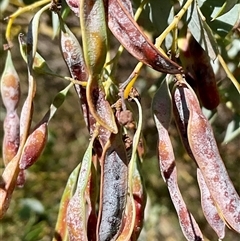 Acacia cultriformis (Knife Leaf Wattle) at Latham, ACT - 7 Dec 2024 by Jennybach