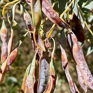 Acacia cultriformis at Latham, ACT - 8 Dec 2024