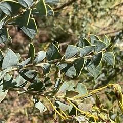 Acacia cultriformis at Latham, ACT - 8 Dec 2024