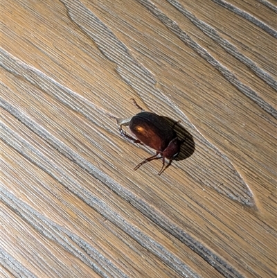 Scarabaeidae (family) at Dickson, ACT - 24 Nov 2024 by Mcgrata