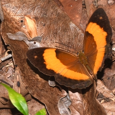 Cupha prosope at Sheldon, QLD - 8 Dec 2024 by PJH123