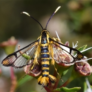 Ichneumenoptera chrysophanes (Clearwing Persimmon Borer) at Jerrabomberra, NSW by DianneClarke