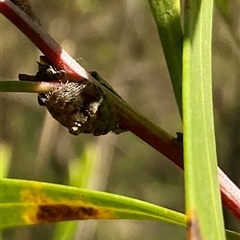 Dolophones sp. (genus) (Wrap-around spider) at Macgregor, ACT - 7 Dec 2024 by Jennybach