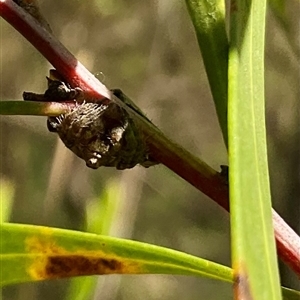 Dolophones sp. (genus) at Macgregor, ACT - 8 Dec 2024