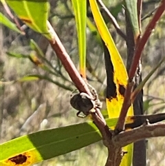 Dolophones sp. (genus) at Macgregor, ACT - 8 Dec 2024