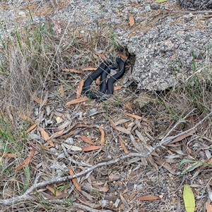 Pseudechis porphyriacus at Tathra, NSW by Mcgrata