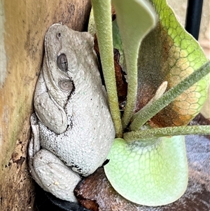 Litoria peronii (Peron's Tree Frog, Emerald Spotted Tree Frog) at Downer, ACT by JessicaJepson