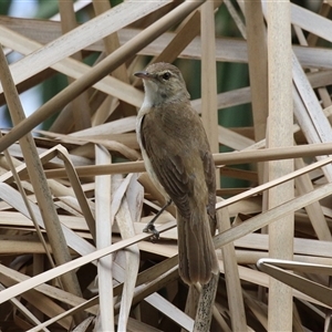 Acrocephalus australis (Australian Reed-Warbler) at Isabella Plains, ACT by RodDeb