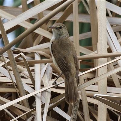 Acrocephalus australis (Australian Reed-Warbler) at Isabella Plains, ACT - 7 Dec 2024 by RodDeb