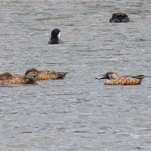 Spatula rhynchotis (Australasian Shoveler) at Isabella Plains, ACT by RodDeb