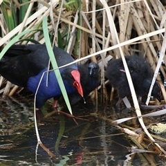 Porphyrio melanotus (Australasian Swamphen) at Isabella Plains, ACT - 7 Dec 2024 by RodDeb