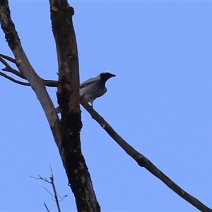 Coracina novaehollandiae (Black-faced Cuckooshrike) at Isabella Plains, ACT by RodDeb