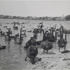 Cygnus atratus (Black Swan) at Wembley, WA - 15 Mar 1968 by MB