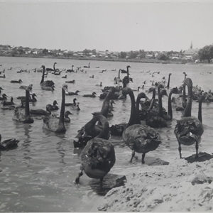 Cygnus atratus (Black Swan) at Wembley, WA by MB