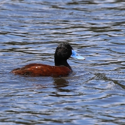 Oxyura australis (Blue-billed Duck) at Isabella Plains, ACT - 7 Dec 2024 by RodDeb