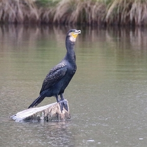 Phalacrocorax carbo (Great Cormorant) at Isabella Plains, ACT by RodDeb