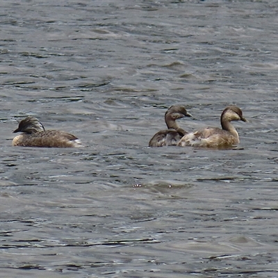 Poliocephalus poliocephalus (Hoary-headed Grebe) at Isabella Plains, ACT - 7 Dec 2024 by RodDeb