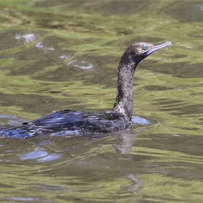 Phalacrocorax sulcirostris (Little Black Cormorant) at Isabella Plains, ACT - 7 Dec 2024 by RodDeb