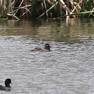 Biziura lobata (Musk Duck) at Isabella Plains, ACT by RodDeb