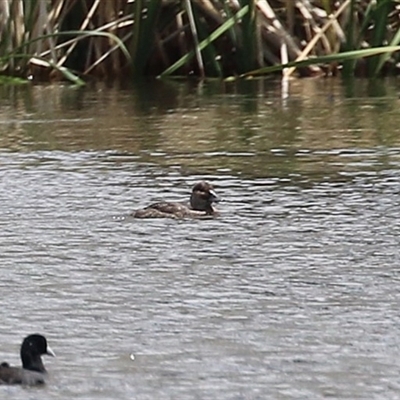 Biziura lobata (Musk Duck) at Isabella Plains, ACT - 7 Dec 2024 by RodDeb