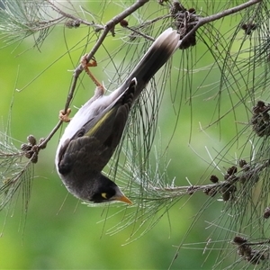 Manorina melanocephala (Noisy Miner) at Isabella Plains, ACT by RodDeb