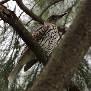 Oriolus sagittatus at Isabella Plains, ACT - 7 Dec 2024