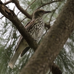 Oriolus sagittatus at Isabella Plains, ACT - 7 Dec 2024