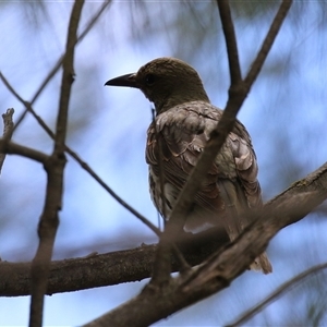 Oriolus sagittatus at Isabella Plains, ACT - 7 Dec 2024