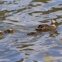 Anas superciliosa (Pacific Black Duck) at Isabella Plains, ACT - 7 Dec 2024 by RodDeb