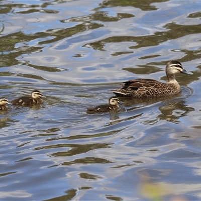 Anas superciliosa (Pacific Black Duck) at Isabella Plains, ACT - 7 Dec 2024 by RodDeb