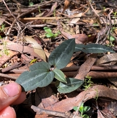 Clematis aristata (Mountain Clematis) at Cotter River, ACT - 7 Dec 2024 by Mulch