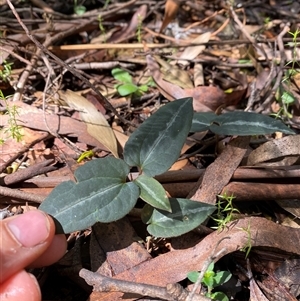 Clematis aristata (Mountain Clematis) at Cotter River, ACT by Mulch