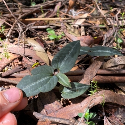 Clematis aristata (Mountain Clematis) at Cotter River, ACT - 7 Dec 2024 by Mulch