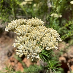 Cassinia aculeata (Common Cassinia) at Cotter River, ACT by Mulch