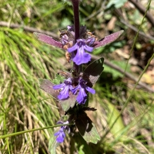 Ajuga australis (Austral Bugle) at Cotter River, ACT by Mulch